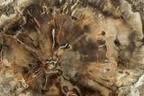 Beautiful Petrified Wood (Araucaria) Round - Madagascar #327325-1